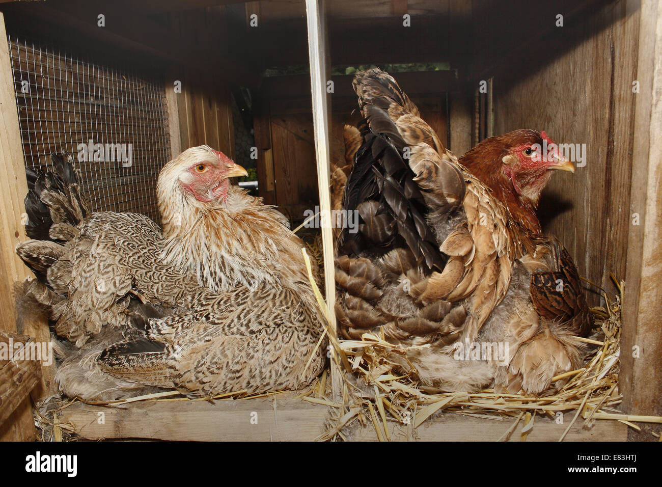 Brahma sur son nid de poulet Gallus gallus domesticus Banque D'Images