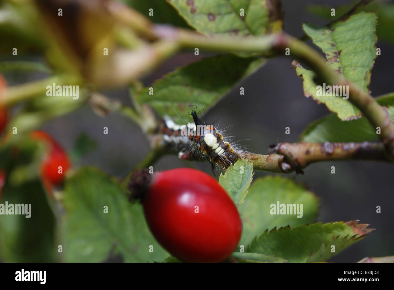 Dague gris caterpillar manger les feuilles sur la hanche rose bush Acronicta psi Banque D'Images