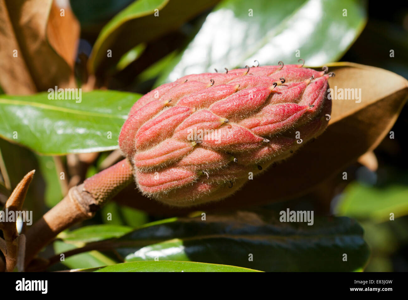 Fruits mûrs magnolia (Magnolia grandiflora) - Virginia USA Banque D'Images