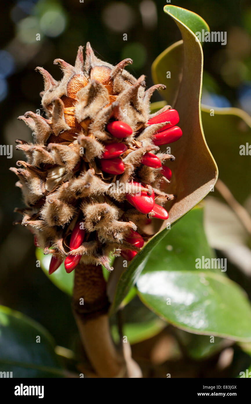 Fruits et graines matures magnolia (Magnolia grandiflora) - Virginia USA Banque D'Images