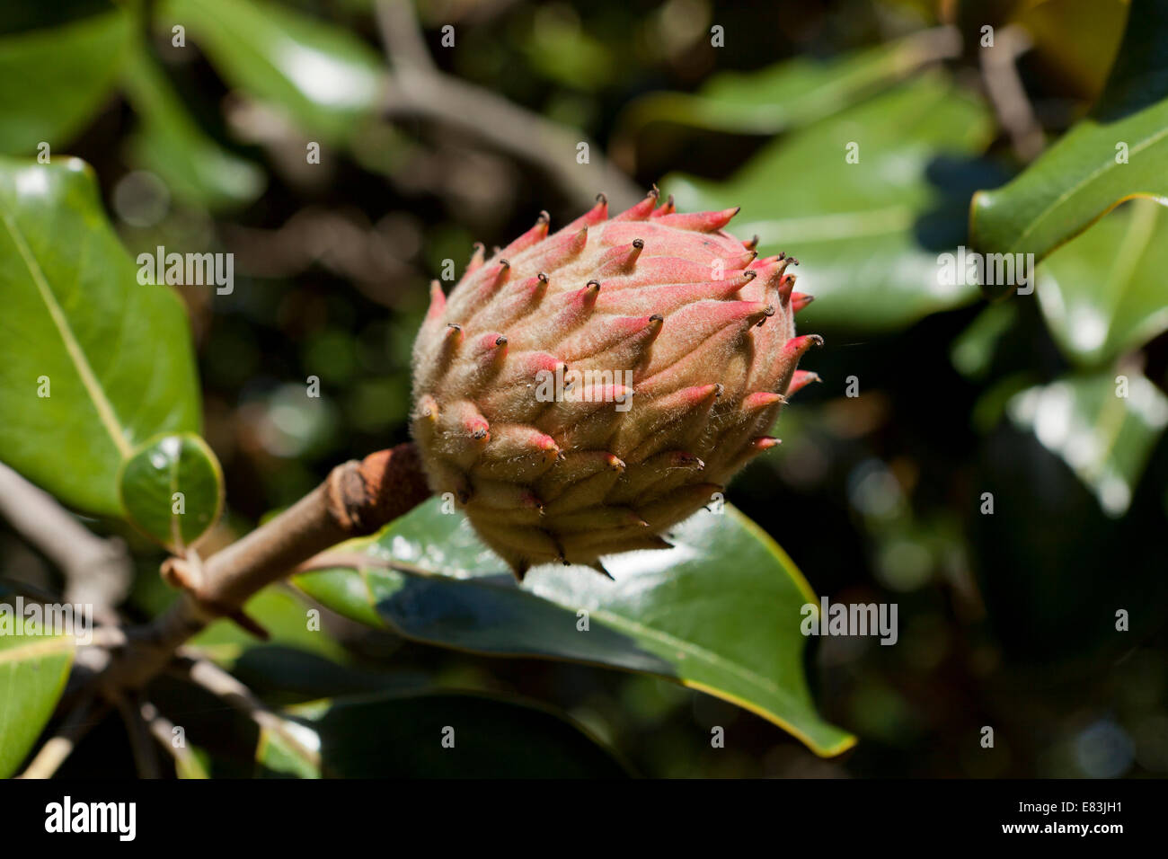 Fruits mûrs magnolia (Magnolia grandiflora) - Virginia USA Banque D'Images
