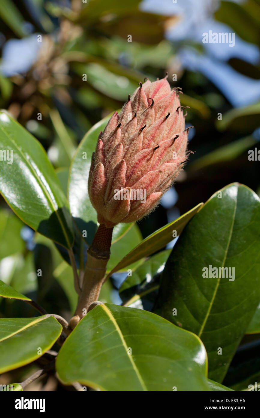 Fruits mûrs magnolia (Magnolia grandiflora) - Virginia USA Banque D'Images