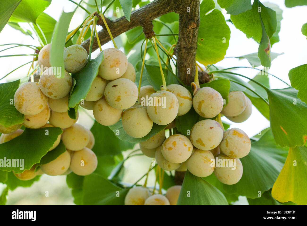 Les ovules matures et des feuilles de ginkgo (Ginkgo biloba) - USA Banque D'Images