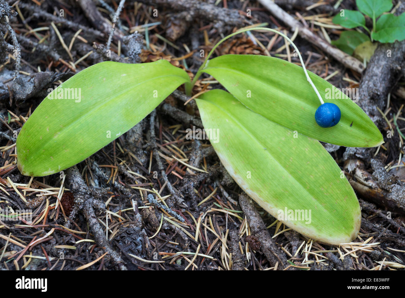 Reine-cup, Clintonia uniflora avec, c'est Blue berry, dans la Wallowa Montagnes de l'Oregon. Banque D'Images