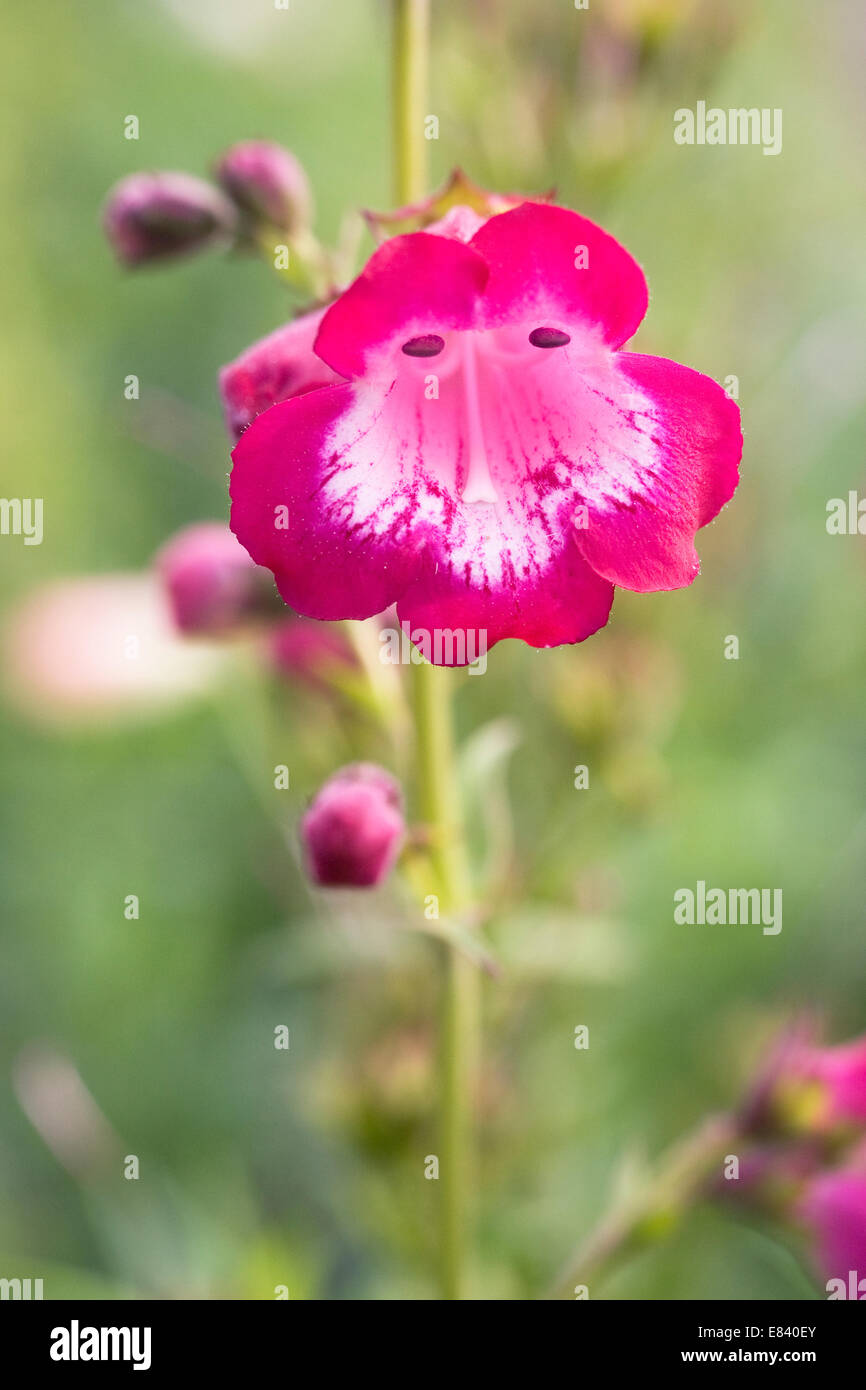 Penstemon 'Pheni Pinka'. Langue barbe fleur. Banque D'Images