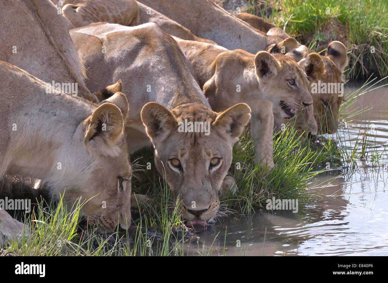 Les lions (Panthera leo), secteur Nsefu potable, le parc national de South Luangwa, en Zambie Banque D'Images