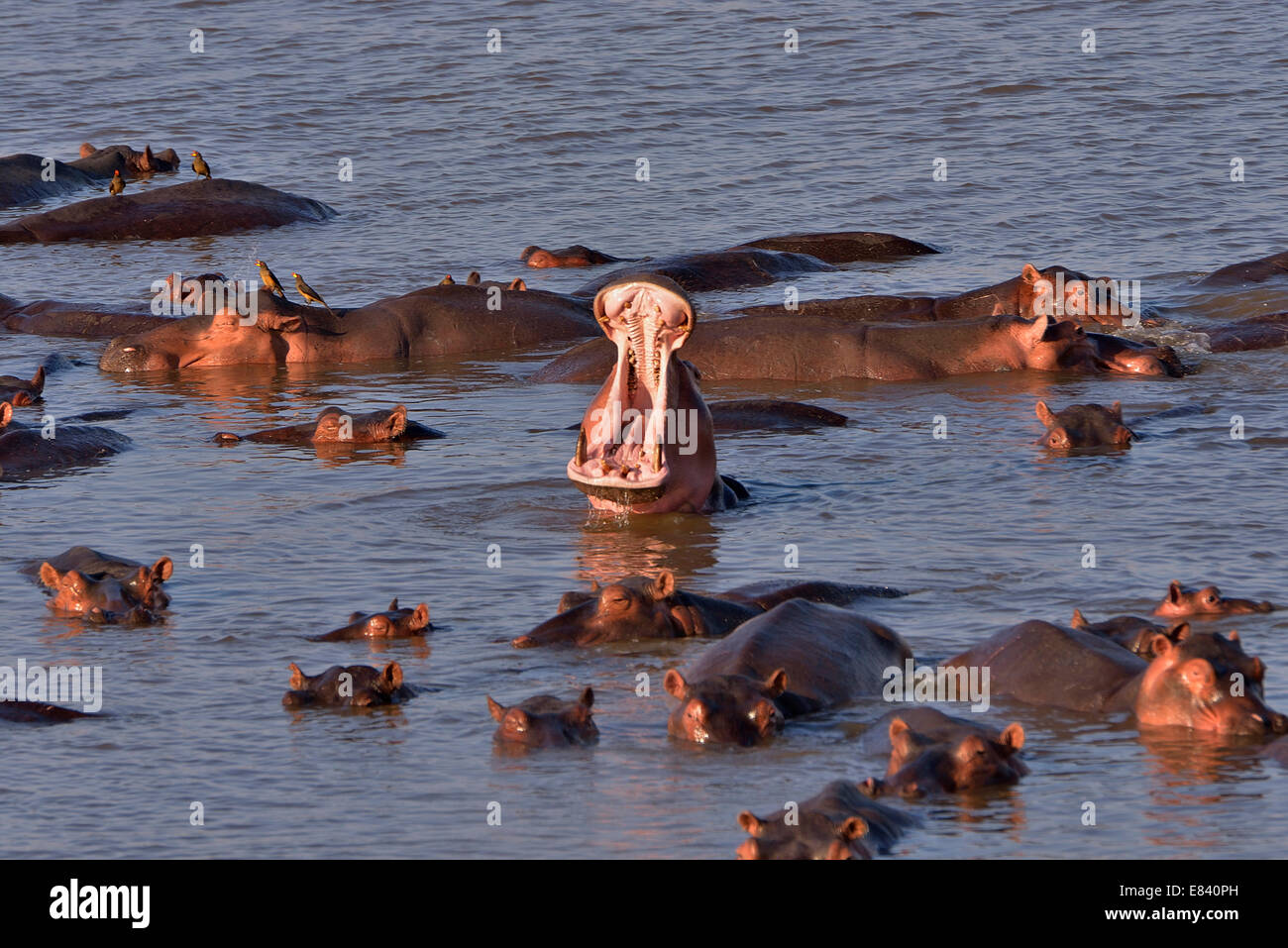 Hippopotame (Hippopotamus amphibius) dans la Rivière Luangwa, South Luangwa National Park, Zambie Banque D'Images