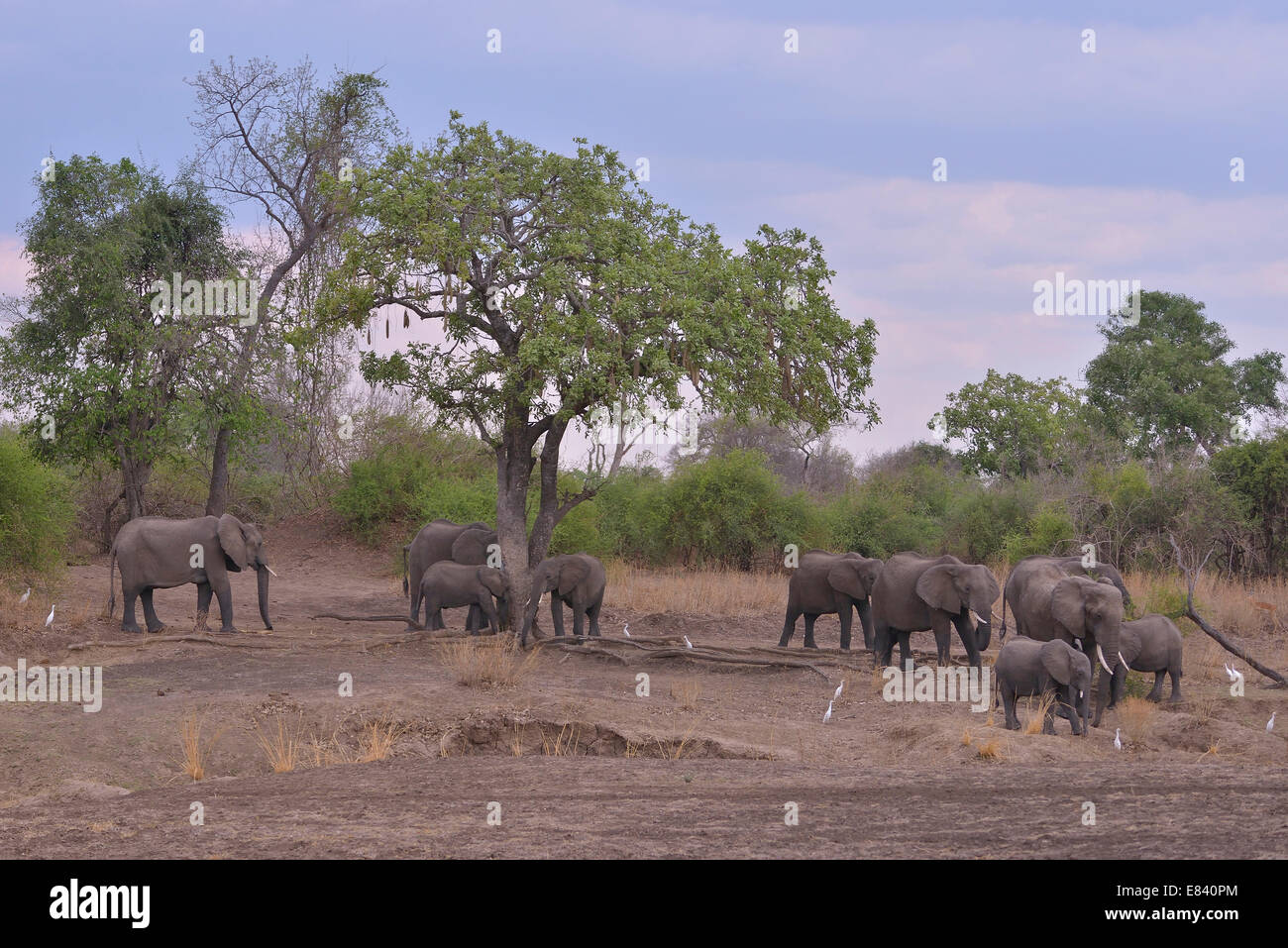 Les éléphants (Loxodonta africana), le parc national de South Luangwa, en Zambie Banque D'Images Les éléphants (Loxodonta africana), le parc national de South Luangwa, en Zambie Banque D'Images