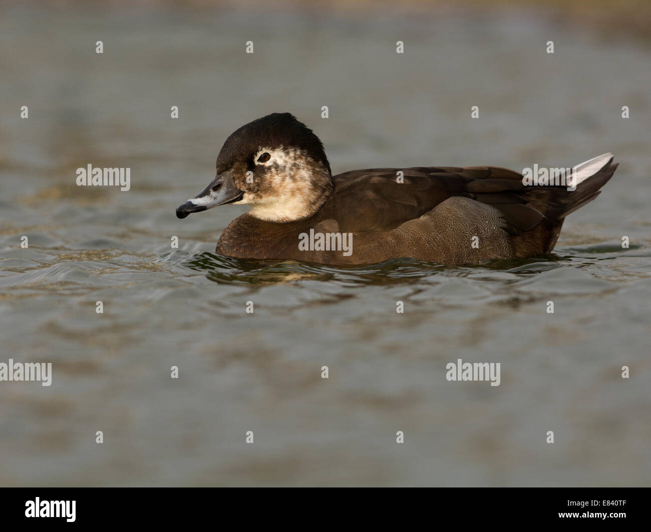 Long-tailed Duck ou Canard kakawi (Clangula hyemalis), Texel, Hollande du Nord, Pays-Bas Banque D'Images