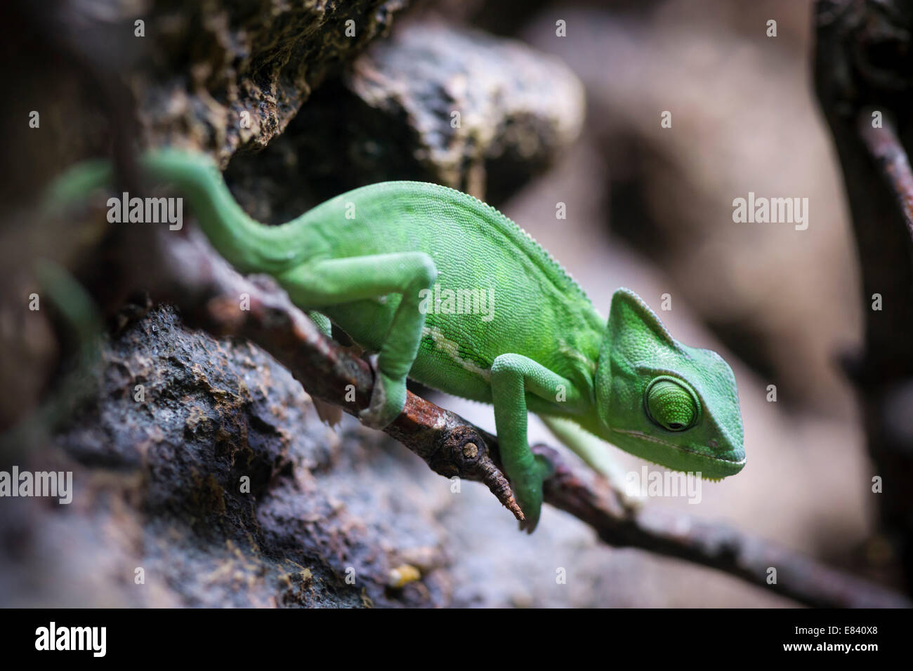 (Chamaeleo calyptratus Caméléon voilée), Yémen Banque D'Images