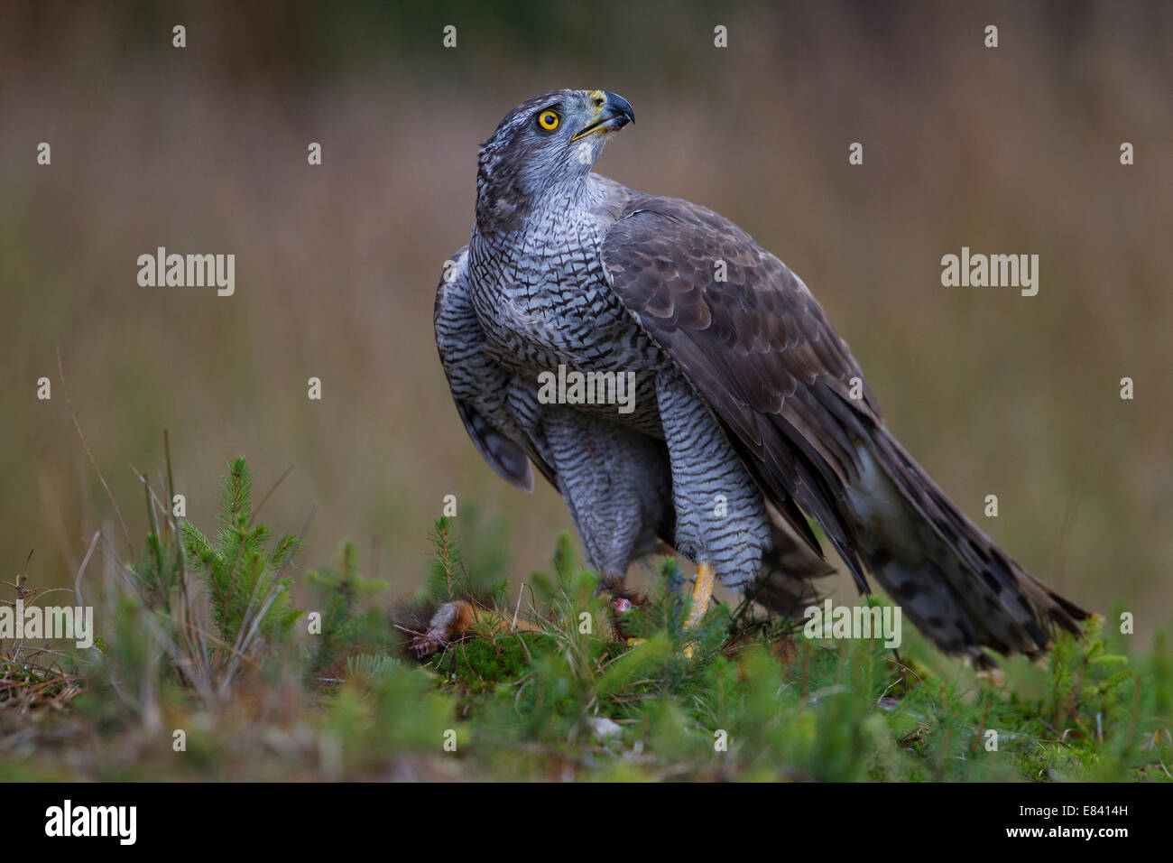 L'Autour des palombes (Accipiter gentilis) avec un écureuil capturé, République Tchèque Banque D'Images