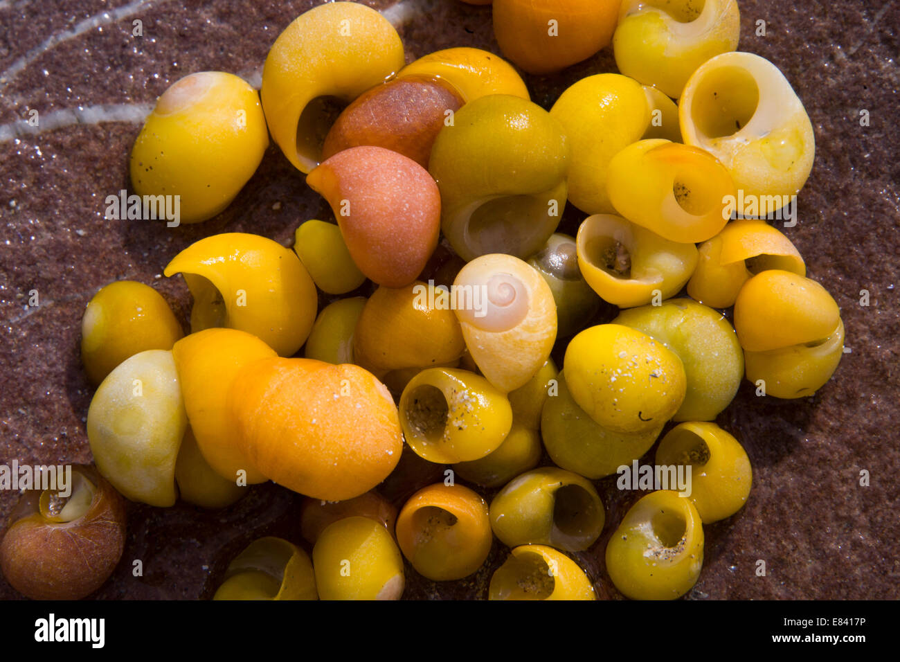 Télévision ou lisse (Littorina obtusata bigorneau), des coquilles vides, le comté de Kerry, Irlande Banque D'Images