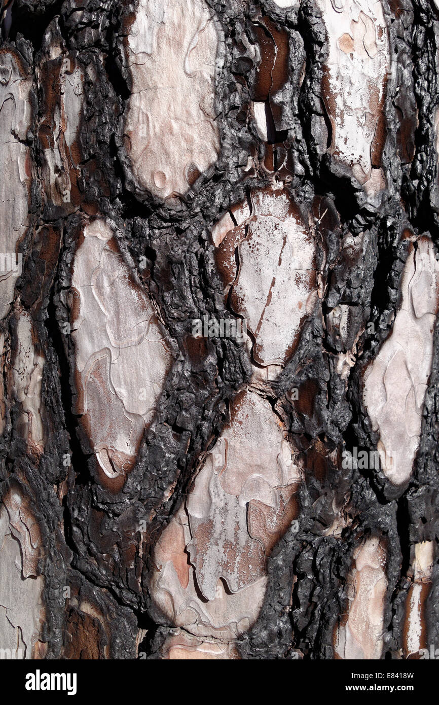 Les dommages causés par le feu avec de l'écorce, île des Canaries pin (Pinus canariensis), La Palma, Canary Islands, Spain Banque D'Images
