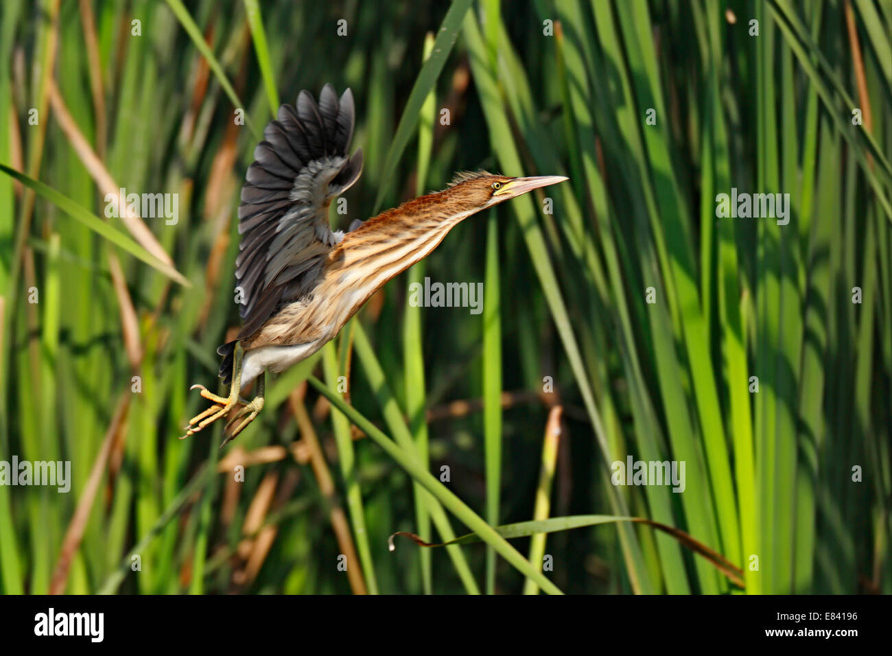 Blongios nain (Ixobrychus minutus), le jeune oiseau en vol, Kühnauer Voir le lac, Dessau-Rosslau, Saxe-Anhalt, Allemagne Banque D'Images