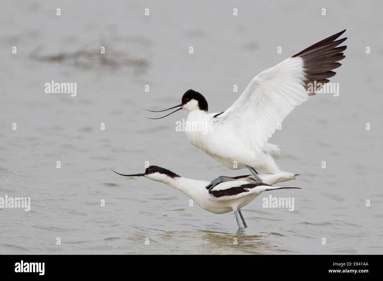 L'appariement de deux Pied Avocets (Recurvirostra avosetta), Texel, Pays-Bas Banque D'Images