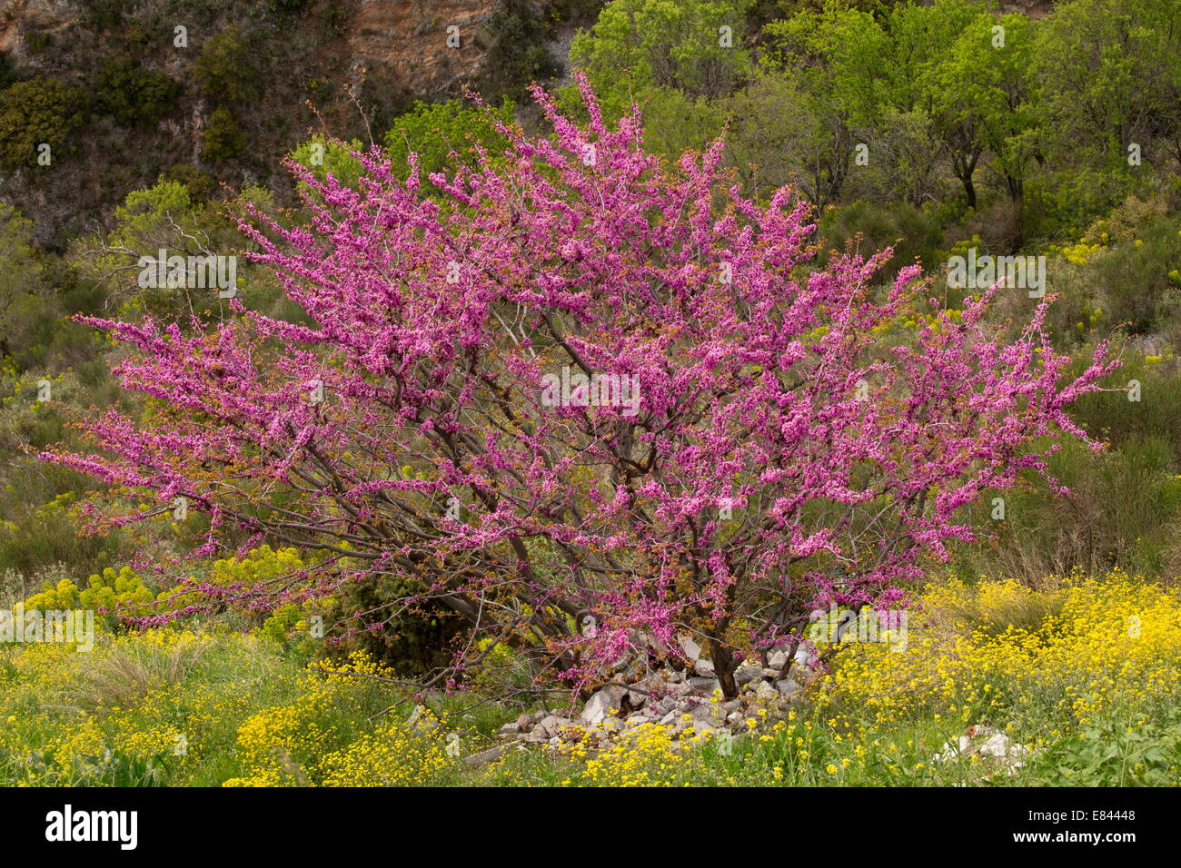 Cercis siliquastrum arbre de Judée, en fleurs au printemps parmi les fleurs sauvages ; Pilion, Grèce Banque D'Images