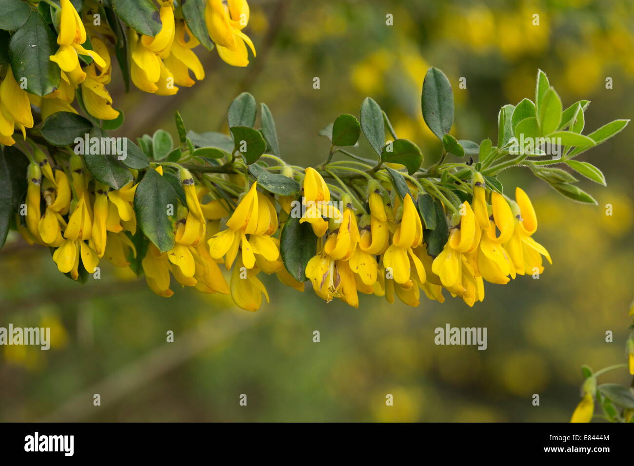 Un balai ou buisson, Cytisus villosus en fleurs au printemps ; péninsule Pilion, Grèce. Banque D'Images