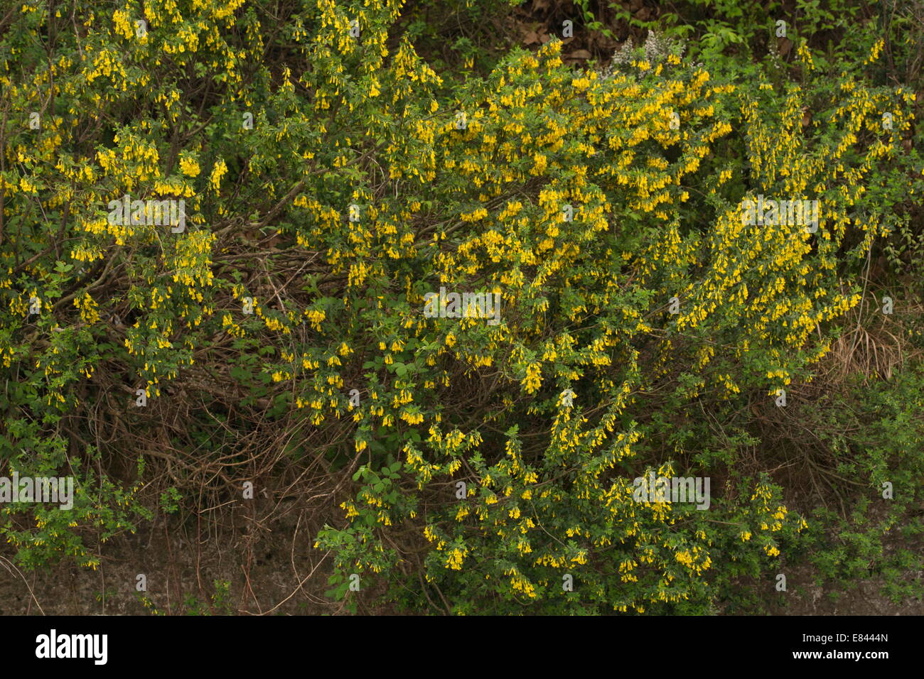 Un balai ou buisson, Cytisus villosus en fleurs au printemps ; péninsule Pilion, Grèce. Banque D'Images