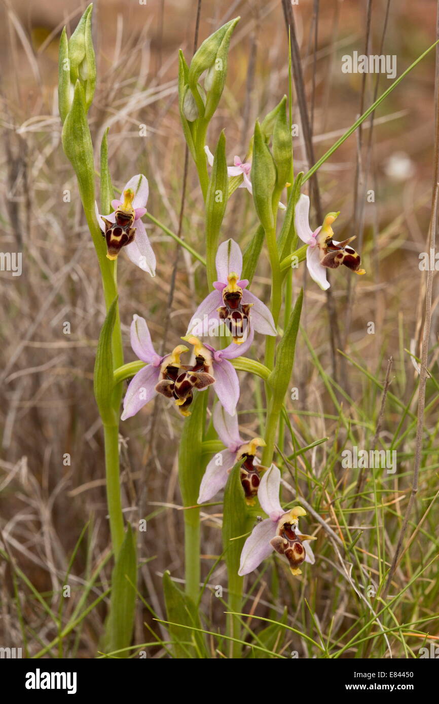 L'une des orchidées, Bécasse Ophrys orphanidea à Chios, Grèce. Banque D'Images