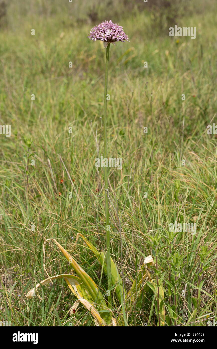 L'ail noir ou anti-dicotylédones de l'ail, Allium nigrum. Champ cultivé, Chios, Grèce. Banque D'Images