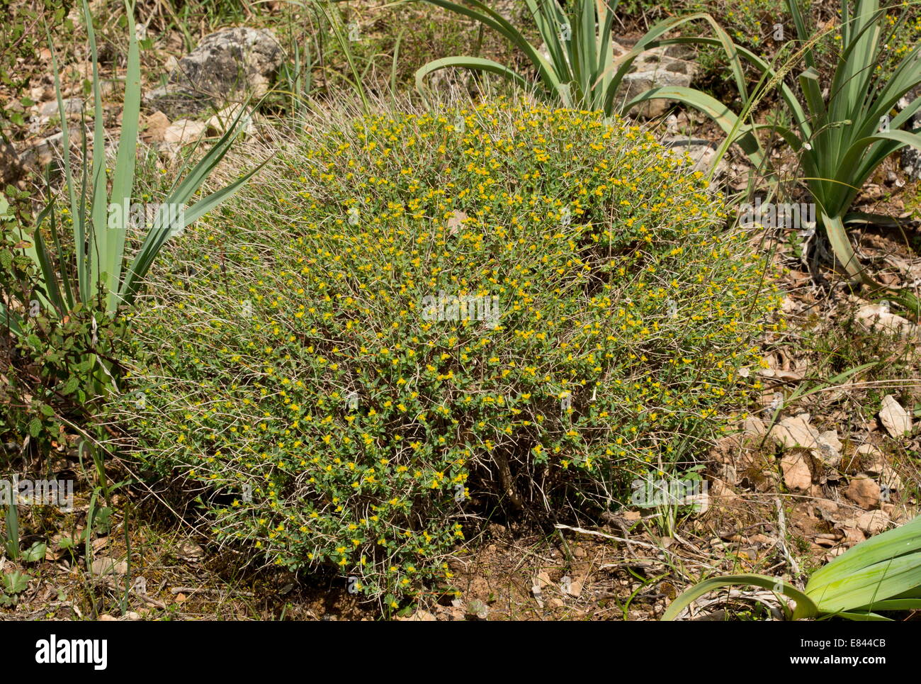 Buttes d'euphorbe ésule Euphorbia spinosa , Sardaigne, Italie. Banque D'Images