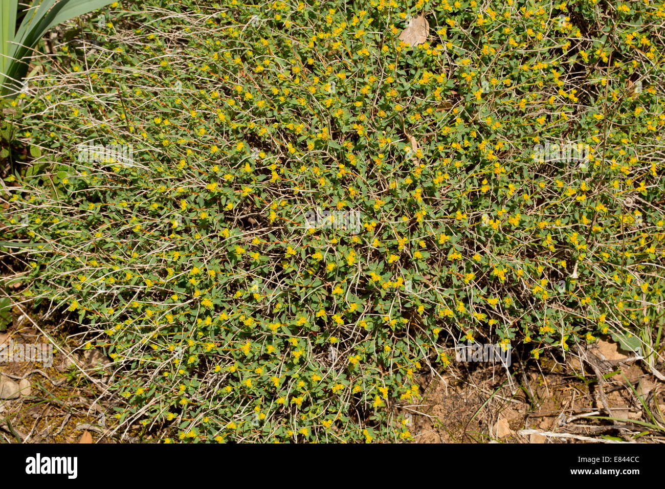 Buttes d'euphorbe ésule Euphorbia spinosa , Sardaigne, Italie. Banque D'Images