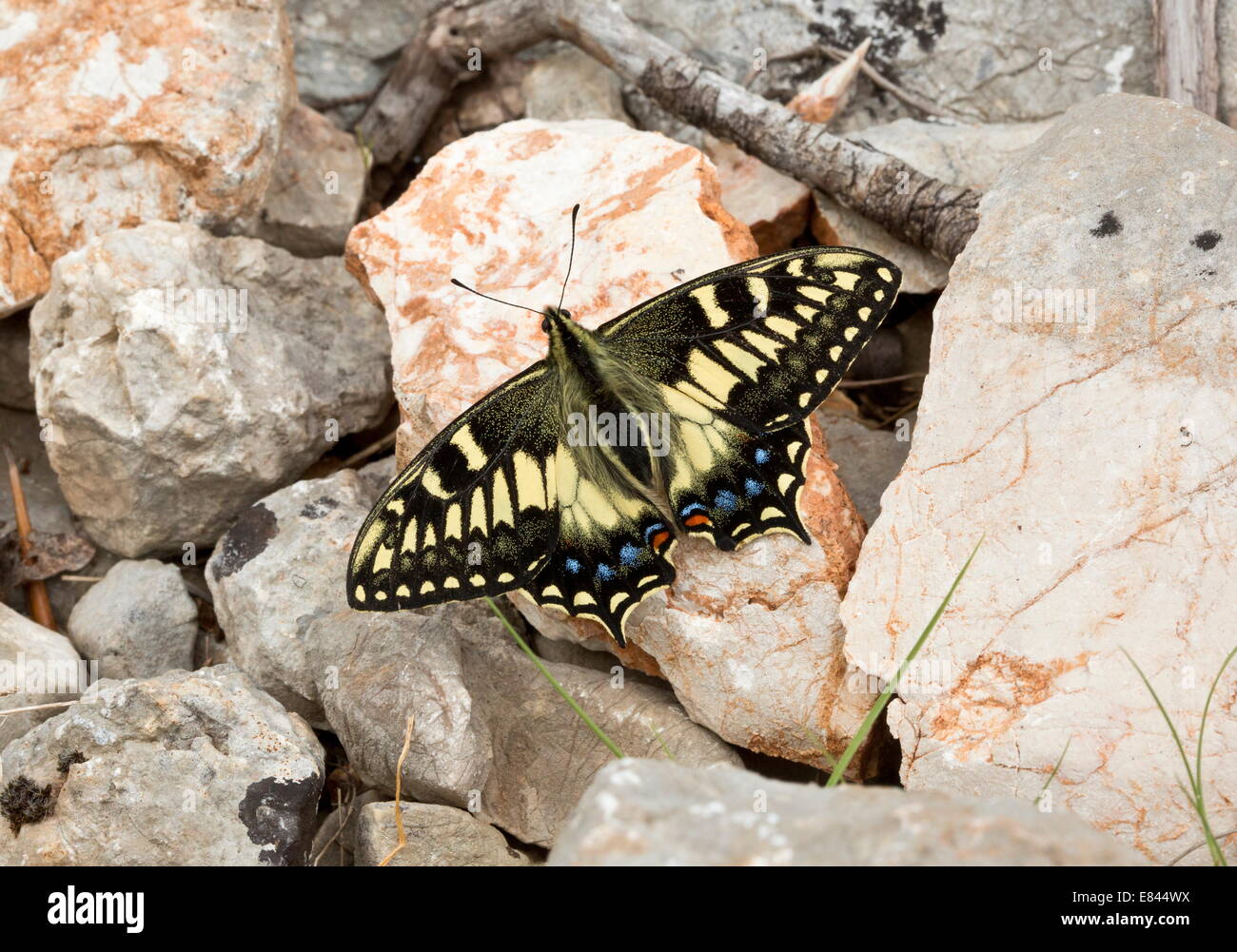 Machaon Papilio hospiton corse, dans les montagnes de la Sardaigne, Italie. Une endémique tyrrhénienne, uniquement dans la Sardaigne et la Corse. Banque D'Images
