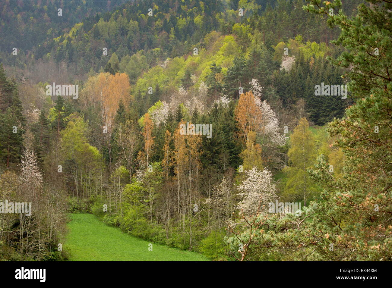 Le feuillage et la floraison du printemps les cerises sauvages dans les bois près de col des Freres, Pyrénées Orientales, France. Banque D'Images