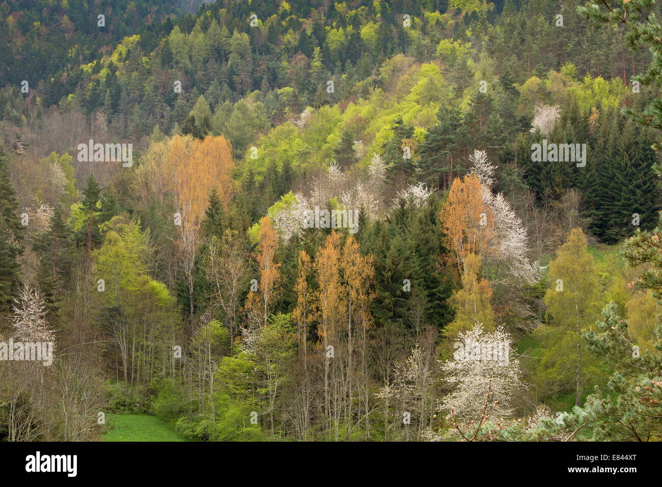 Le feuillage et la floraison du printemps les cerises sauvages dans les bois près de col des Freres, Pyrénées Orientales, France. Banque D'Images