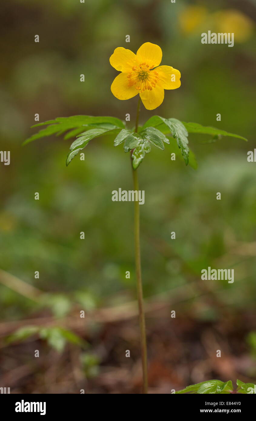Anemone ranunculoides, jaune en fleur au début du printemps, Pyrénées, France. Banque D'Images