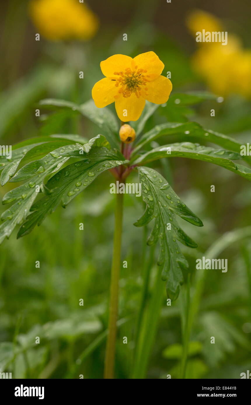 Anemone ranunculoides, jaune en fleur au début du printemps, Pyrénées, France. Banque D'Images