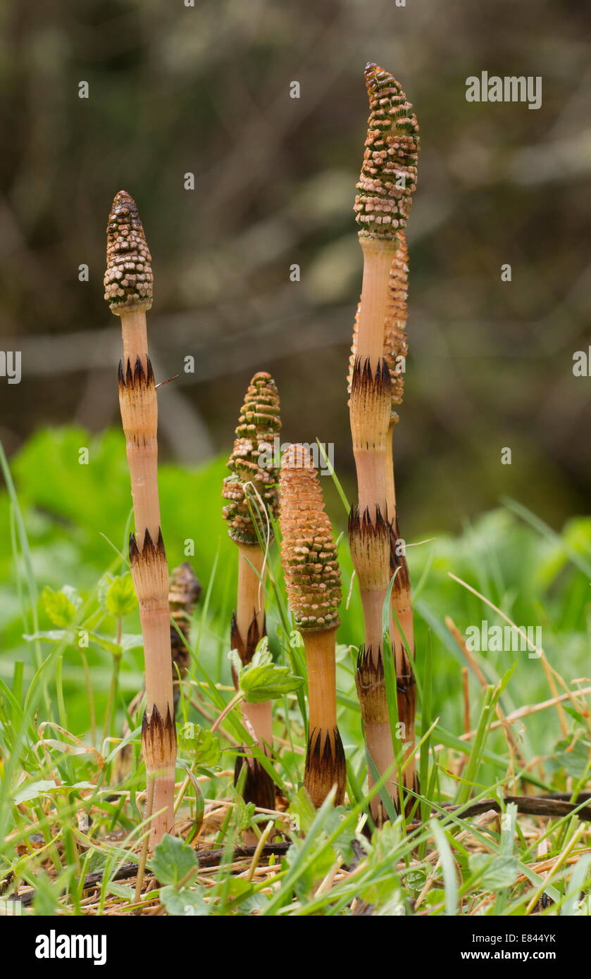 Spore-cônes de roulement de grande Prêle Equisetum telmateia, au début du printemps. Le Dorset. Banque D'Images