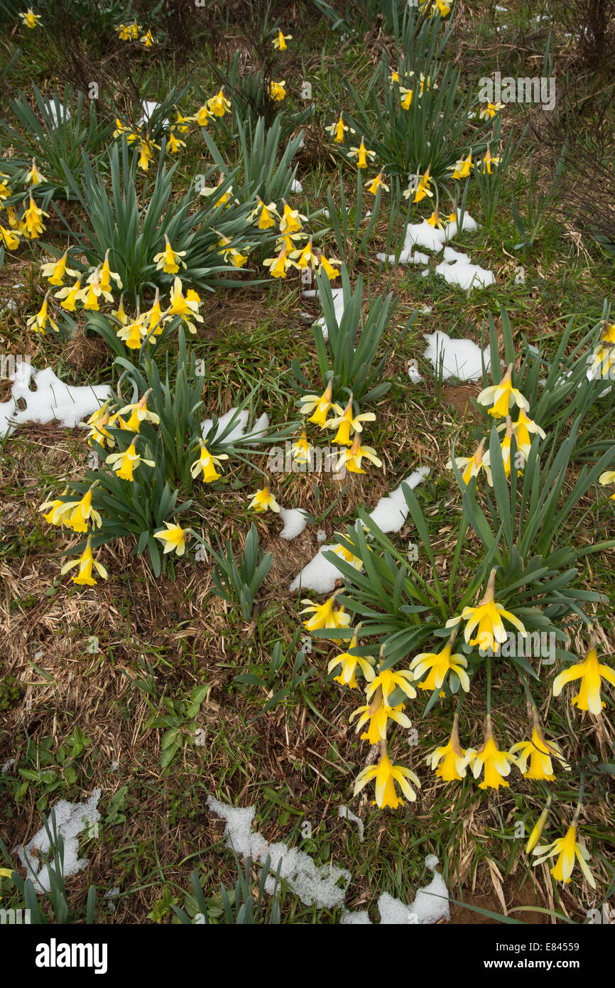 Narcissus pseudonarcissus, jonquilles sauvages, la floraison comme la neige fond au printemps sur le Col de Predel, Pyrénées Orientales, France. Banque D'Images