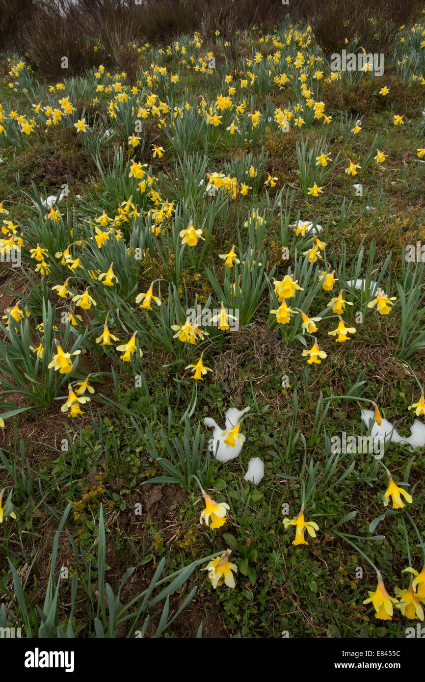 Narcissus pseudonarcissus, jonquilles sauvages, la floraison comme la neige fond au printemps sur le Col de Predel, Pyrénées Orientales, France. Banque D'Images