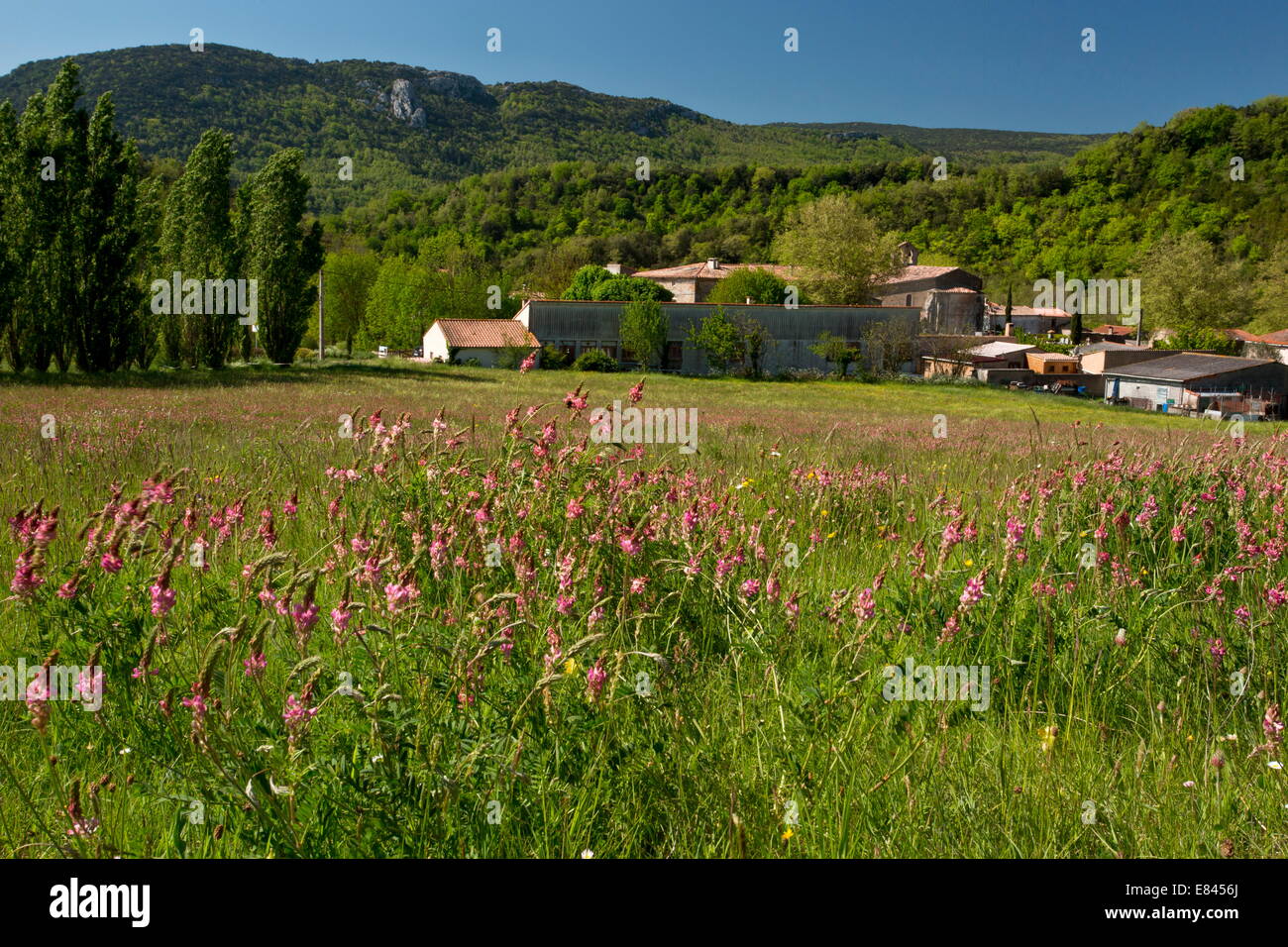 Champs fleuris avec Sainfoin et autres fleurs, regardant vers la forêt des fanges, Corbières, au sud-ouest de la France. Banque D'Images