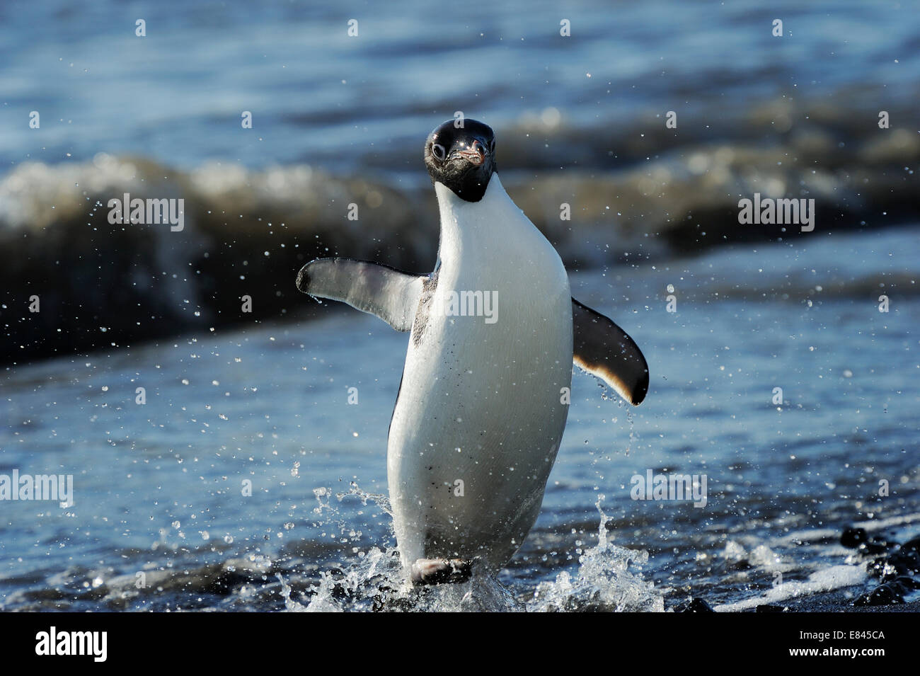 Manchot Adélie (Pygoscelis adeliae) venant de l'océan Cap Adare, mer de Ross, Antarctique. Banque D'Images