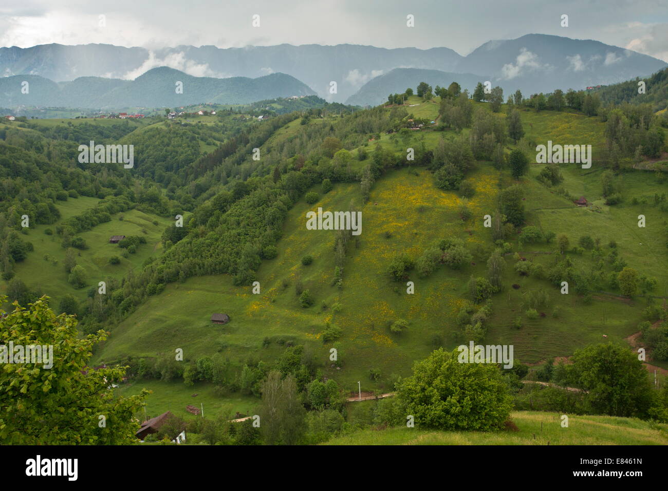 Le Piatra Craiului, Piatra Craiului Parc National dans les Carpates du sud, Roumanie Banque D'Images