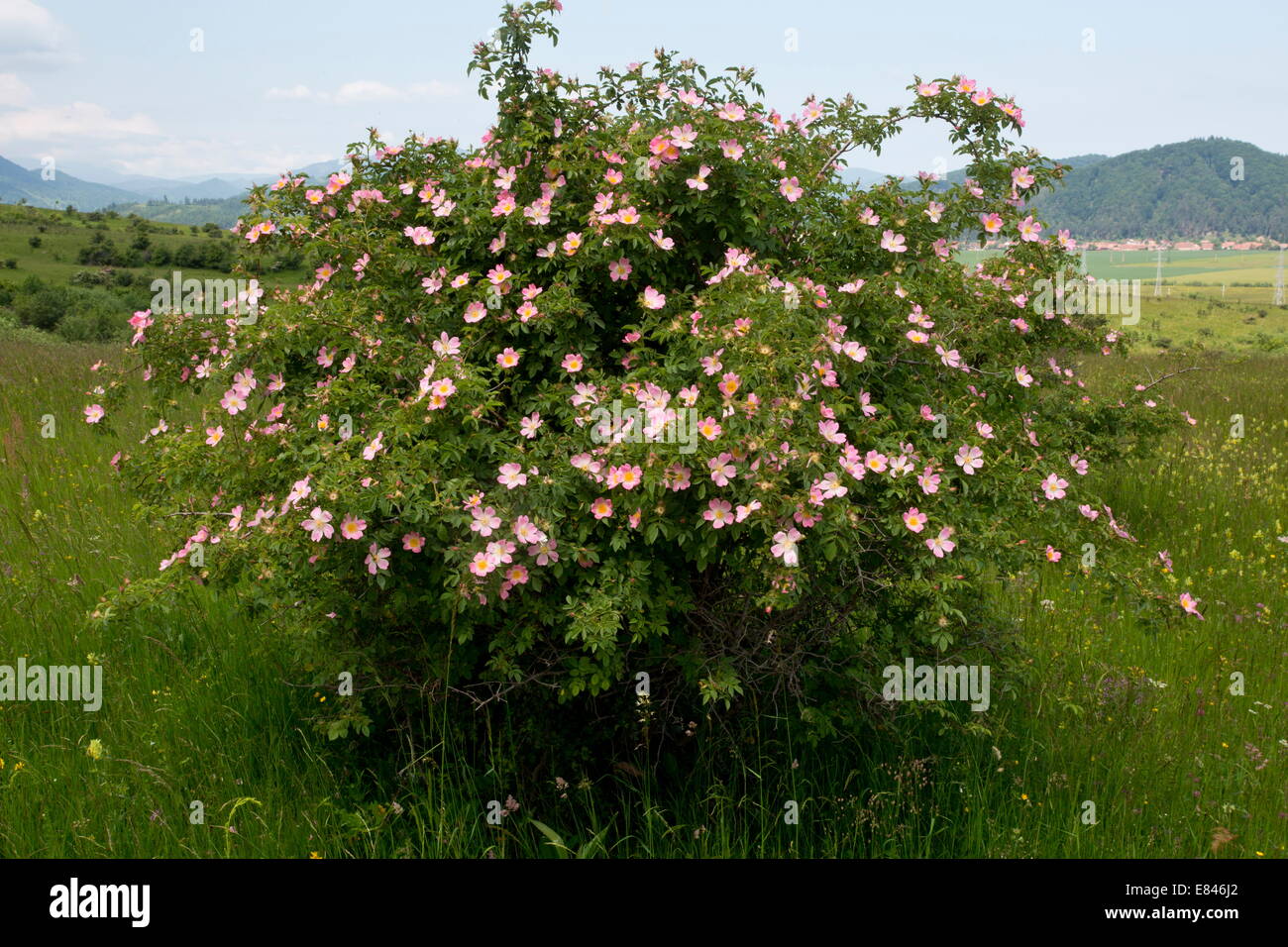 Rose Fleuri Arbustes Dans De Vastes Pâturages Riches