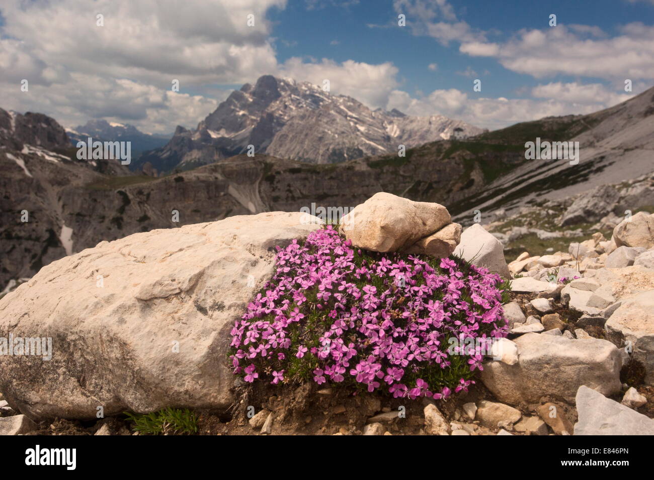 Silene acaulis Silène acaule,, sur les Dolomites, Italie Banque D'Images