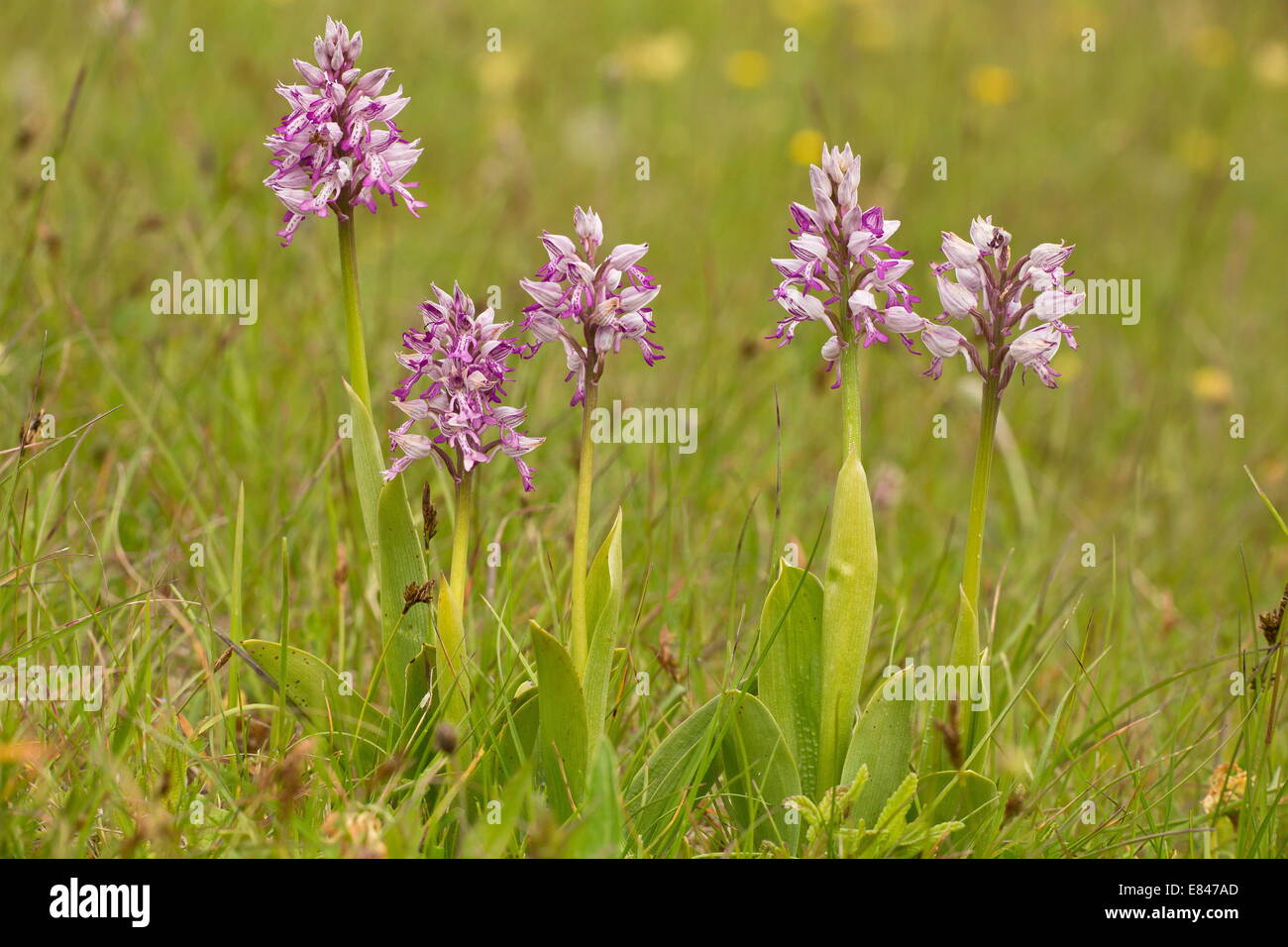 Orchid soldat / Militaire Orchid, Orchis militaris en fleurs en mai. Très rare au Royaume-Uni Banque D'Images