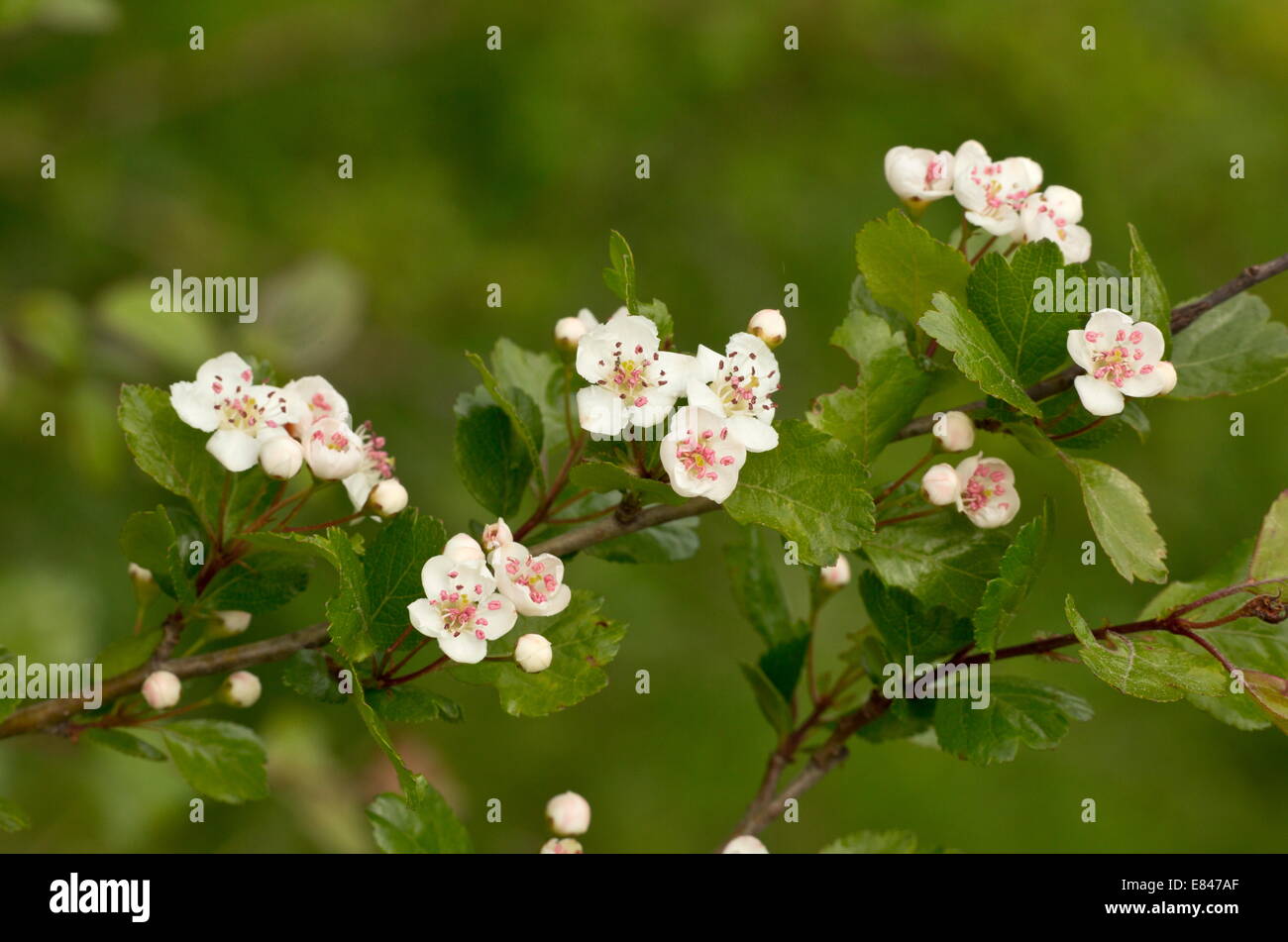 Midland aubépine, Crataegus laevigata en fleur au printemps. Banque D'Images