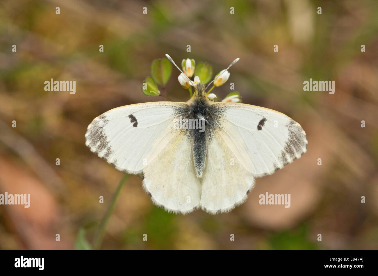 Orange-tip, Anthocharis cardamines ; femelle sur fleur Banque D'Images