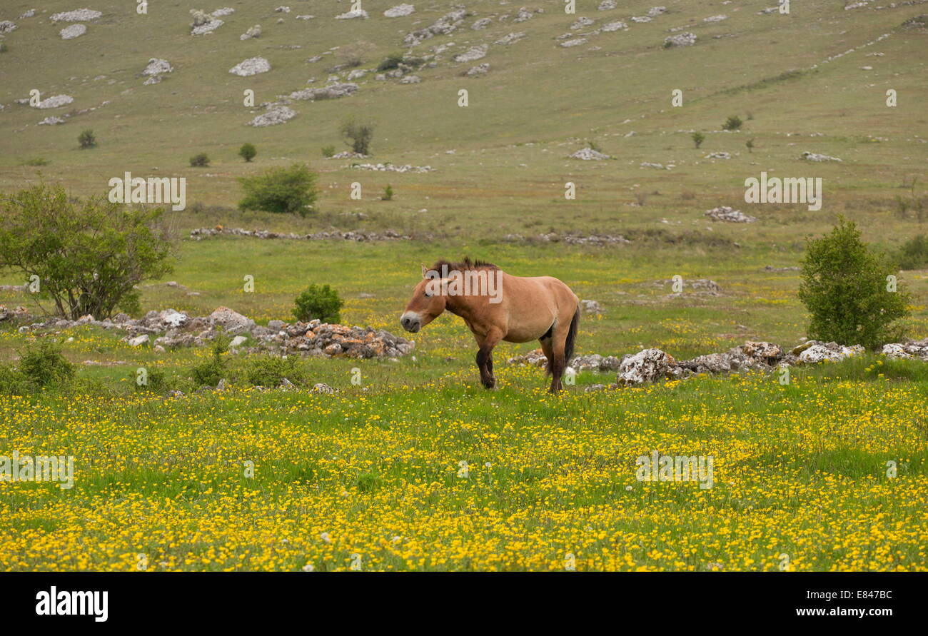 Le cheval de Przewalski, cheval de Przewalski dans un troupeau sauvage, a présenté, à Le Villaret, Cévennes, France. Banque D'Images