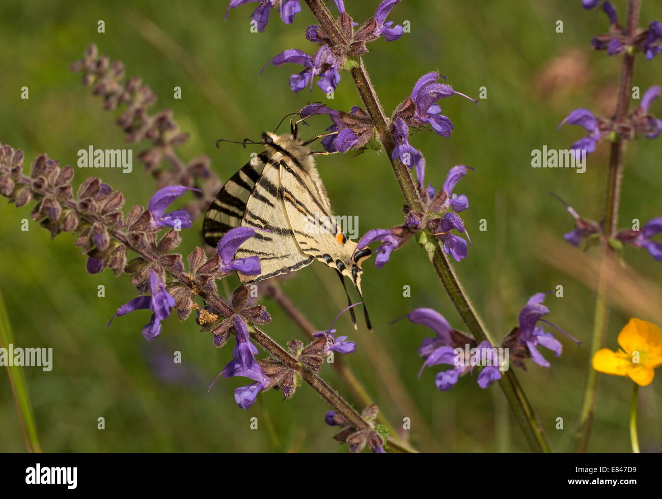 Swallowtail Iphiclides podalirius rares, papillon, visiter Wild Clary. La France. Banque D'Images