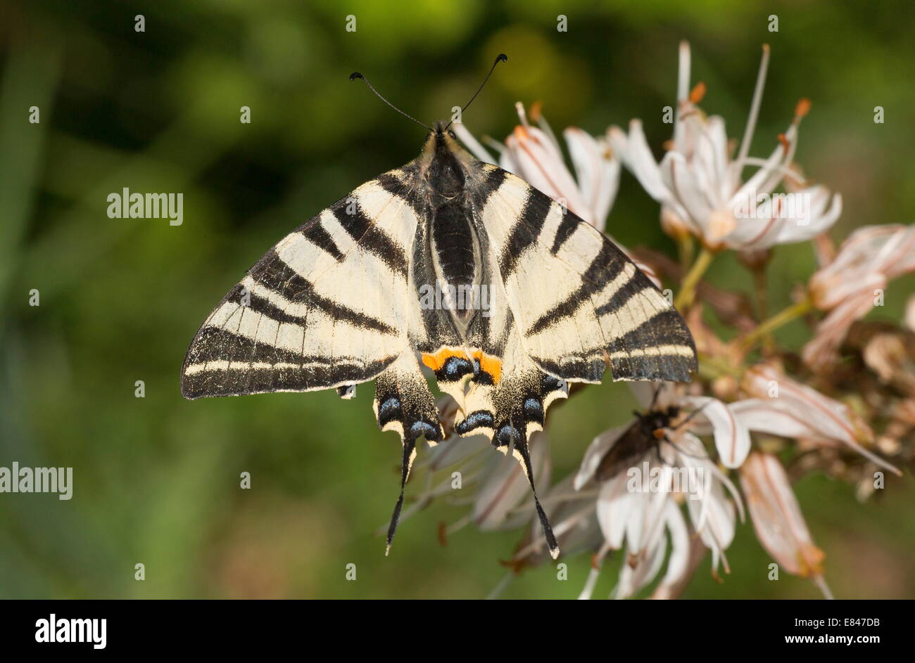Swallowtail Iphiclides podalirius rares, Papillon Blanc, visiter asphodèle. La France. Banque D'Images