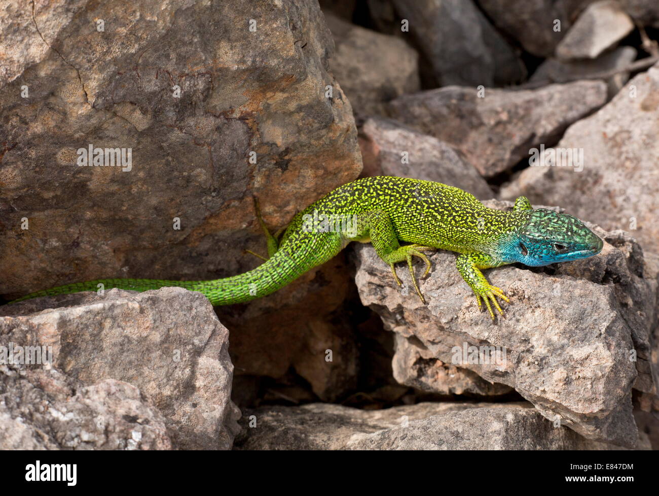 Lézard vert occidental Lacerta bilineata  = var Lacerta viridis bilineata, homme sur la pierre calcaire. Cévennes, France. Banque D'Images