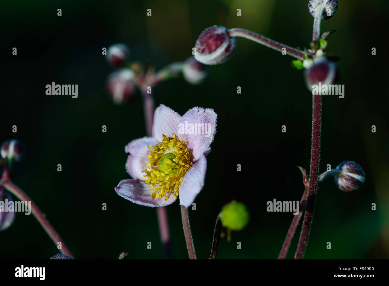 Fleur rose avec étamines jaune vif, dans la lumière du soleil avec des boutons de fleurs et arrière-plan gris. Banque D'Images Fleur rose avec étamines jaune vif, dans la lumière du soleil avec des boutons de fleurs et arrière-plan gris. Banque D'Images