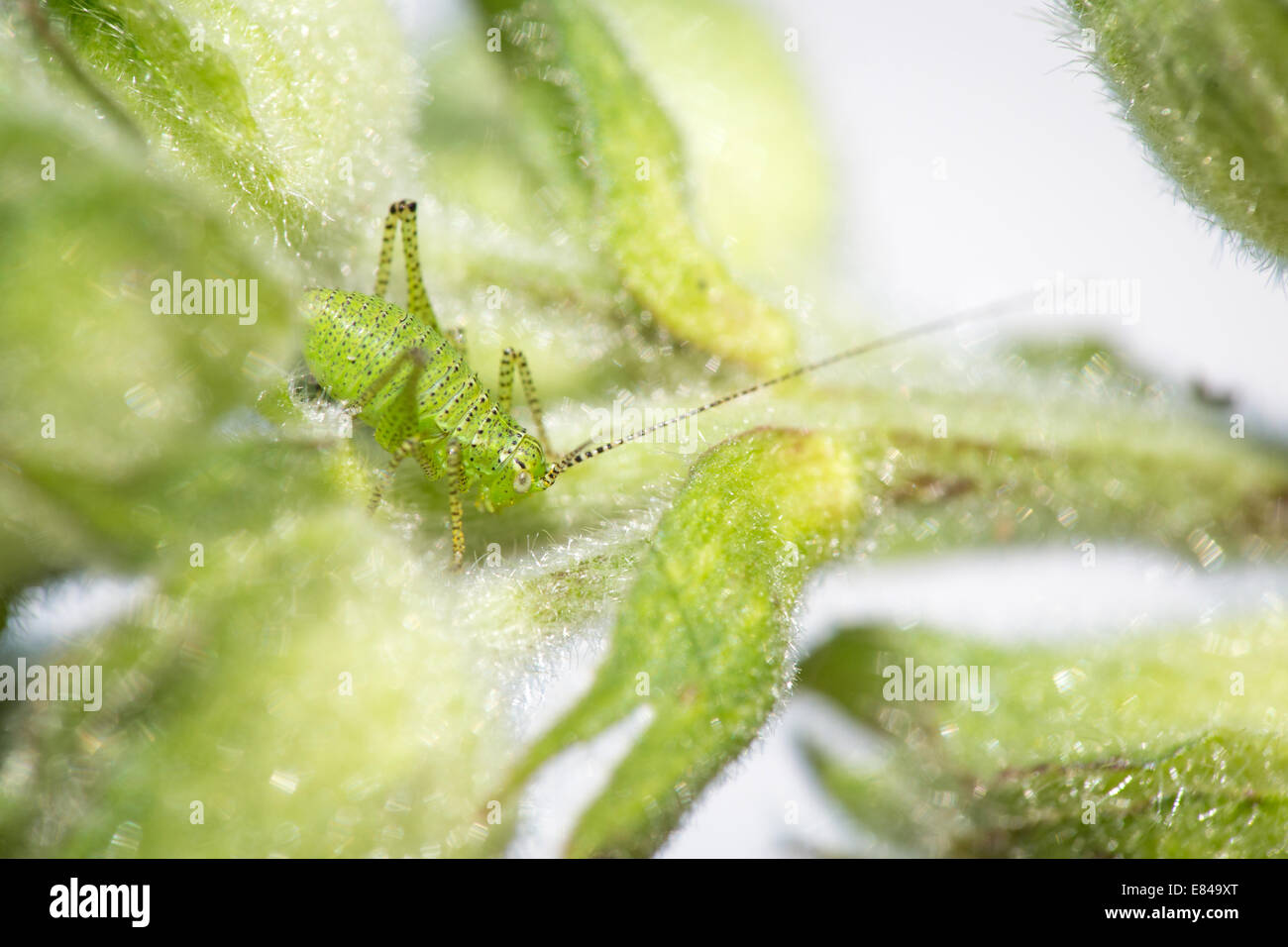 Nymphe d'un cricket Bush mouchetée. Banque D'Images