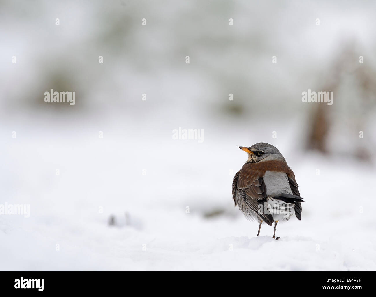 L'alimentation f Turdus Fieldfare sur les pommes dans la neige Norfolk Banque D'Images