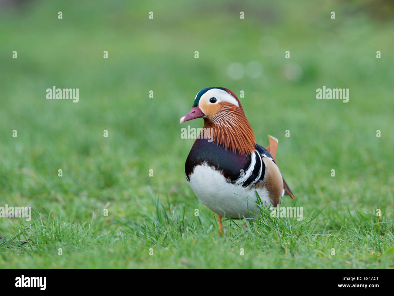 Canard Mandarin Aix galericulata UK Arundel mâle Banque D'Images